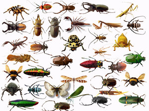 Insect (A list of 36 bugs)