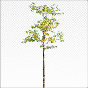 acacia_y_021_sum