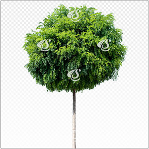 acacia_y_031_sum