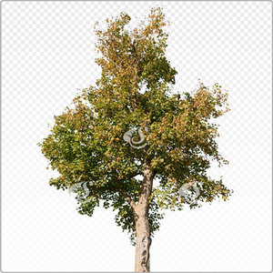 acepse_o_011_aut