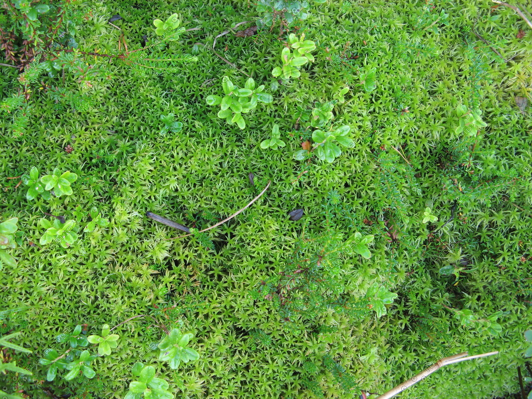 mossy key grounded mossy key grounded