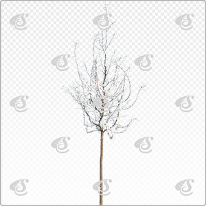 cralae_y_011_win
