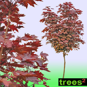 Maple Acer Rubrum