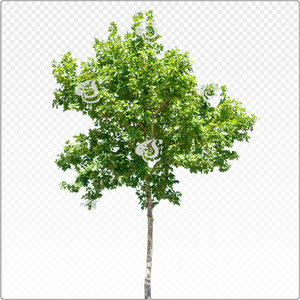 platan_y_011_sum