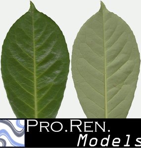 Leaf texture C
