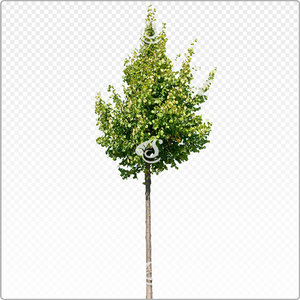 tilia_y_031_sum
