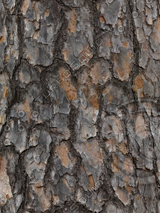 Tree Bark Texture