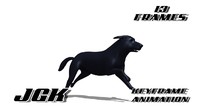 Dog Run 01