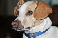 Brown & White Dog Blue Collar
