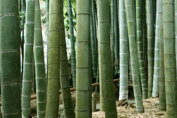 Stock JPEG bamboo forest Asia