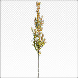 carbet_y_021_aut