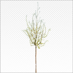 cralae_y_011_spr
