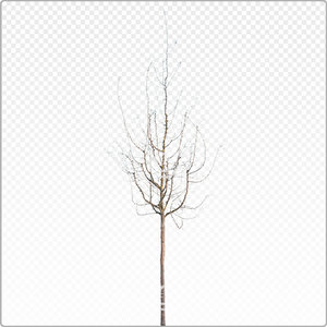 cralae_y_012_win