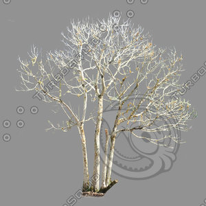 Dry tree trunk