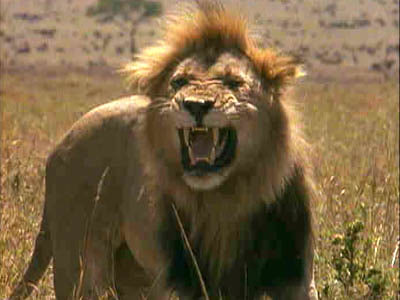 lion sound effects