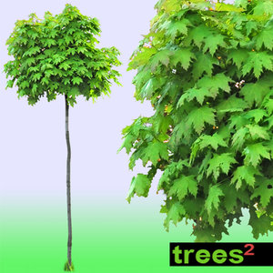 Maple Tree Acer Globosum