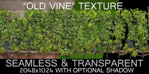 oldest grape vine (texture cutout)