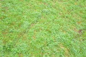 tex_grass01