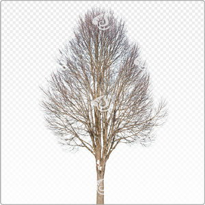 tilia_m_141_win