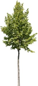 tilia_y_051_sum