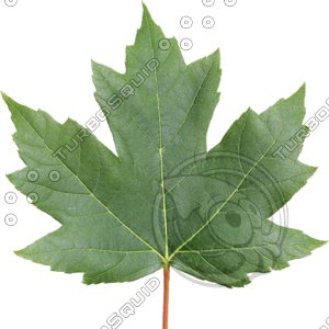 Sugar Maple
