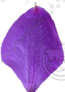 Flower Petal Texture: Blue-Violet