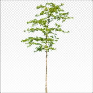 acacia_y_011_sum
