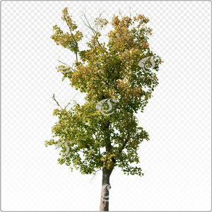 acepse_o_021_aut