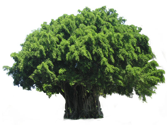 Texture PNG Banyan tree Ficus
