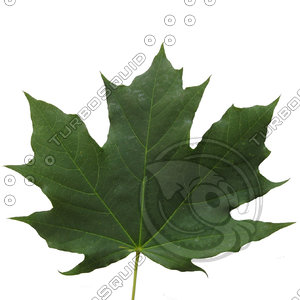 Maple Leaf