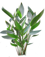 Thalia sp.