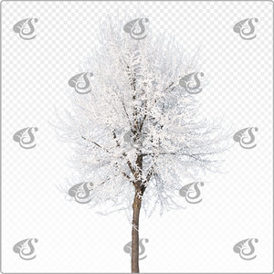 tilia_m_031_win