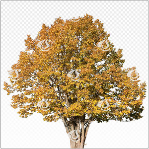tilia_m_092_aut