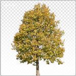 tilia_m_121_aut