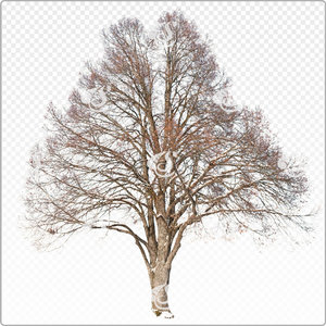 tilia_o_041_win