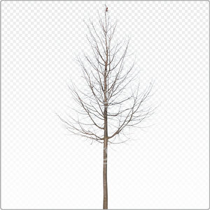 tilia_y_021_win