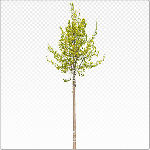 tilia_y_031_spr