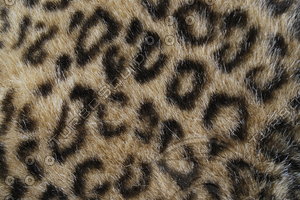 Fur_Texture_0011