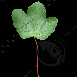 Maple Leaf 2 - 2048 x 2048