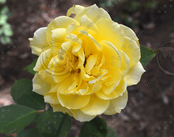 Stock JPEG rose flower photo