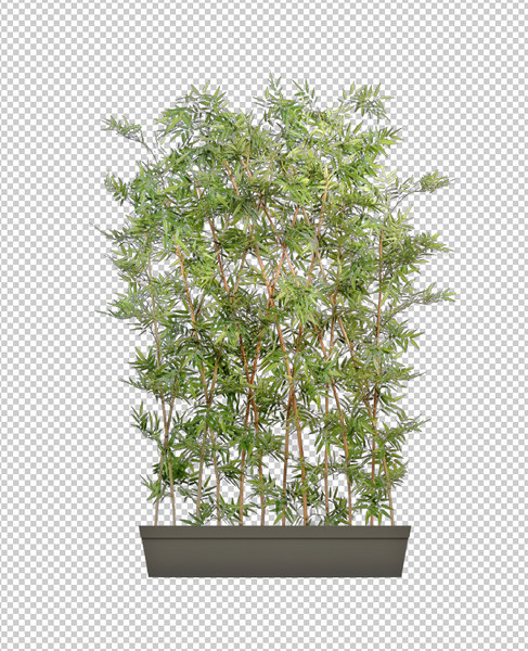 Stock Png Bamboo Pot Bush