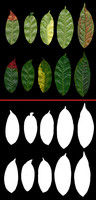 5 Leaf textures front and back