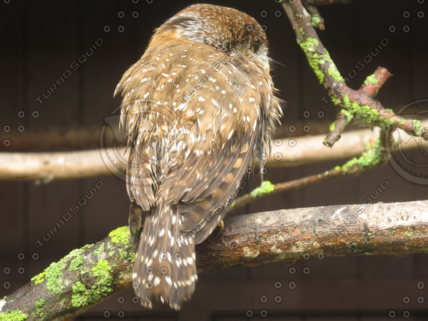  https://static.turbosquid.com/Preview/2014/08/02__00_00_40/owl12.JPG74078591-634c-455a-924b-6310997ca052Large.jpg
