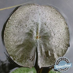 Plant Texture 01