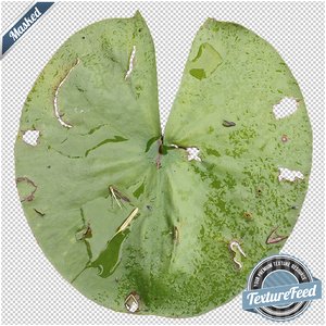 Plant Texture 02 | Masked
