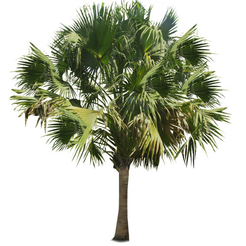 Texture PNG sabal palm