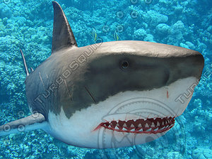 shark