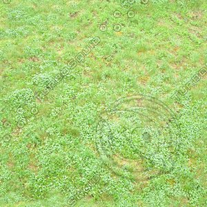 tex_grass02