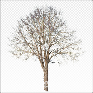 tilia_o_061_win