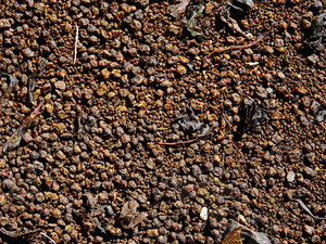 tea texture map 09